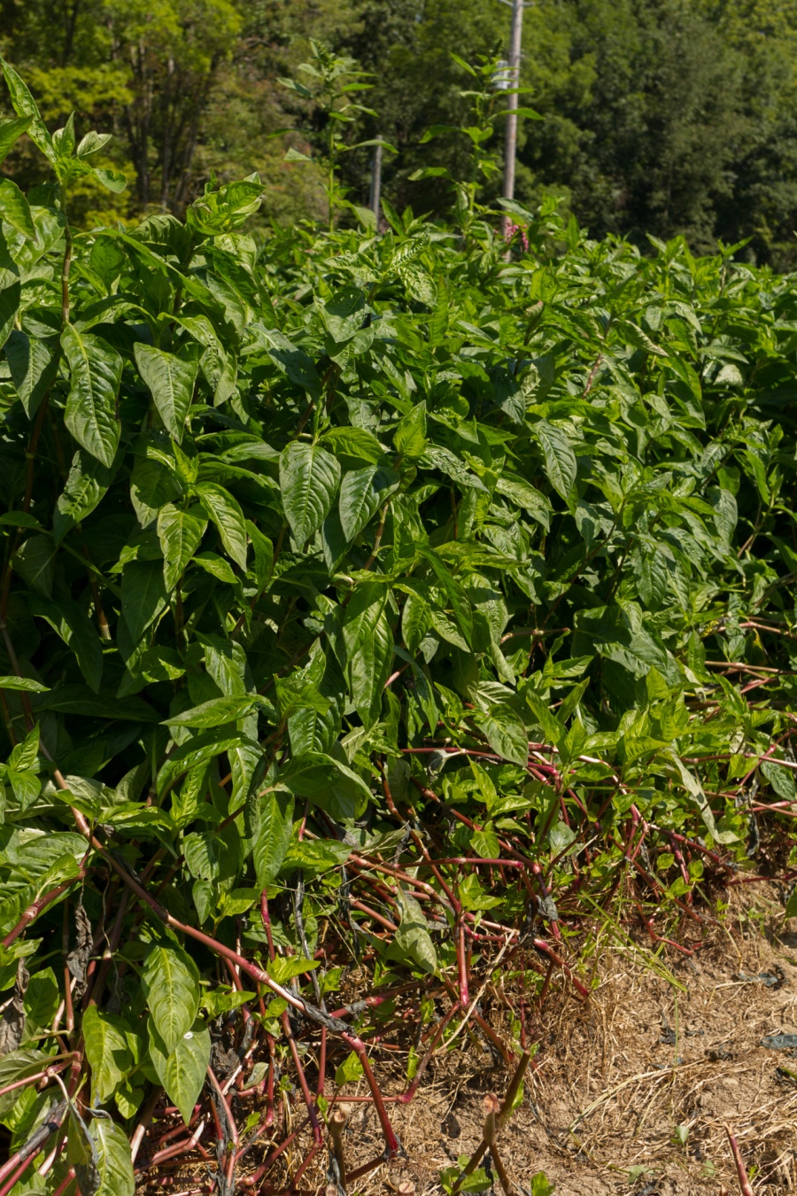 thick stems plants very intertwined overgrown rows either become side frequently asked questions difficult cut making them